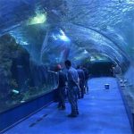 Proyek oceanarium terowongan akrilik di akuarium umum